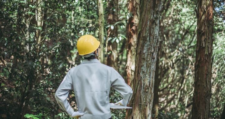 Consulting an Arborist