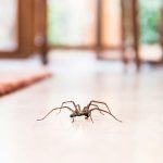 Spider Removal for Homeowners