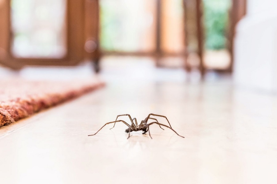 Spider Removal for Homeowners