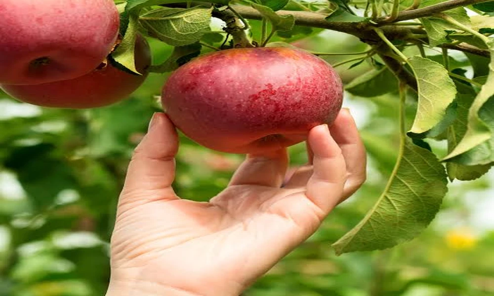 Rootstock Decisions for Fruit Trees for Sale: Professional Nursery Guide
